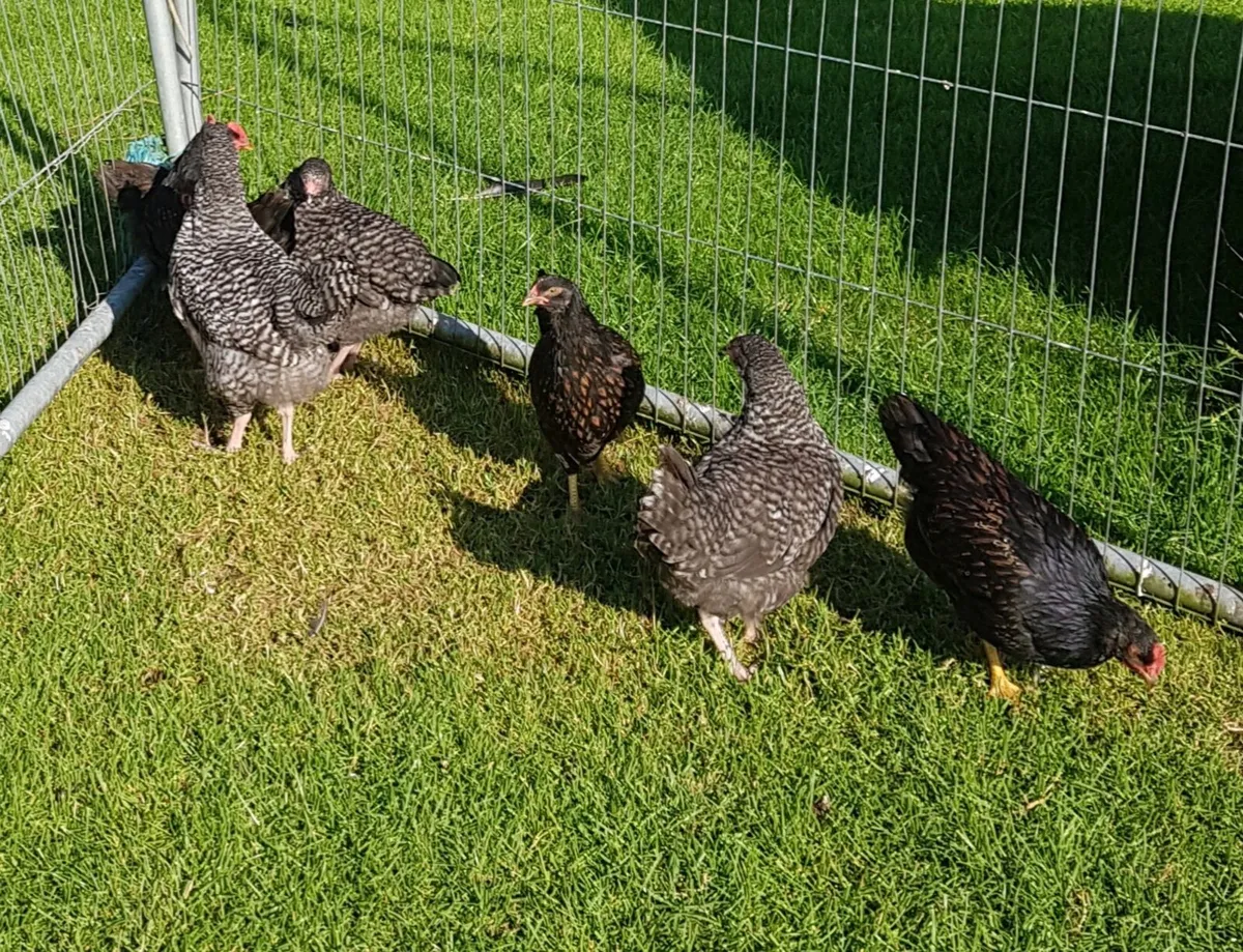Cuckoo Maran and Barnevelder Pullets and Roosters - Image 2