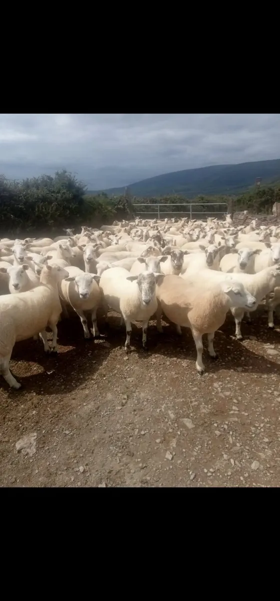 120 Texel&Cheviot Hogget Ewes Dingle Mart 15th Aug