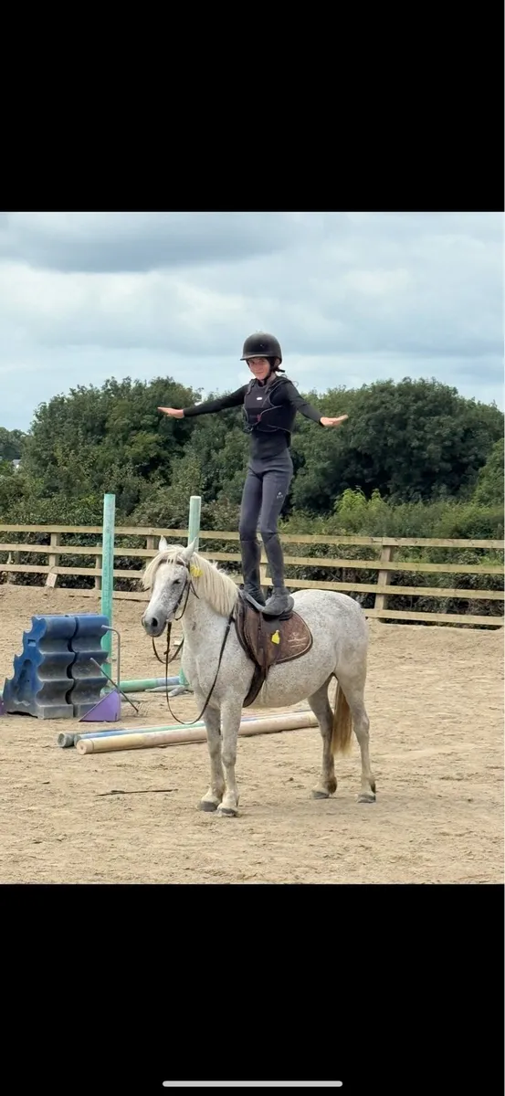 12.2 mare pony - Image 1