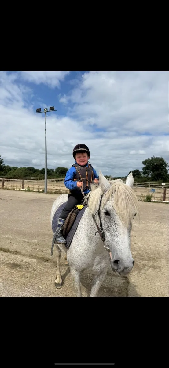 12.2 mare pony - Image 2