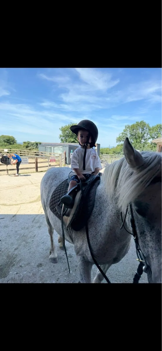 12.2 mare pony - Image 3