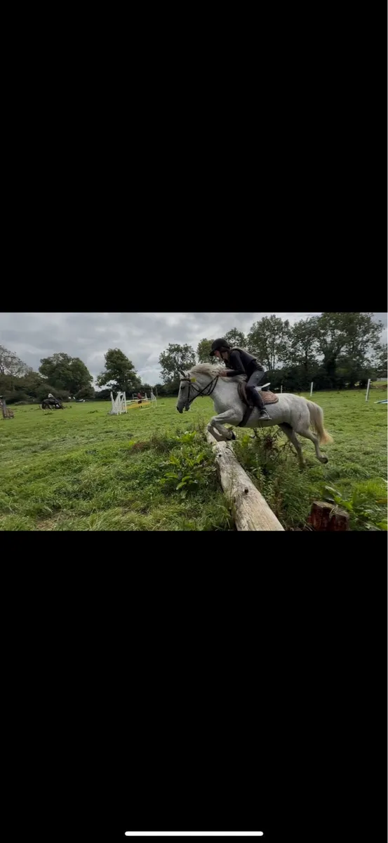 12.2 mare pony - Image 4
