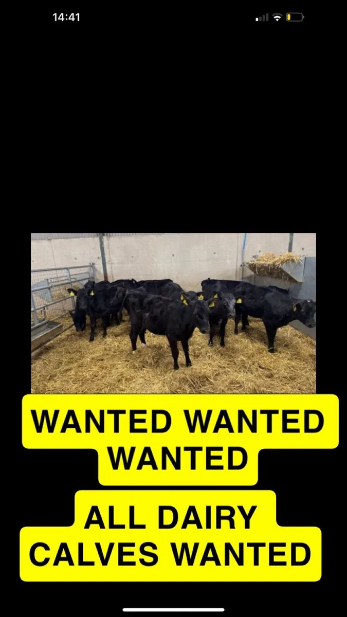 Autumn calves wanted - Image 1