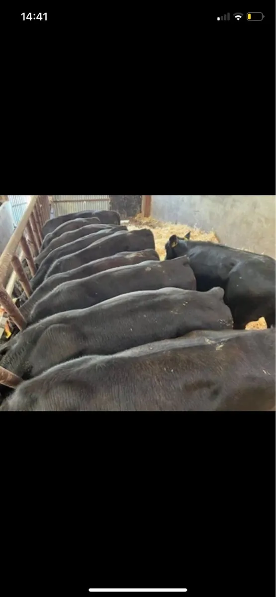 Autumn calves wanted - Image 2