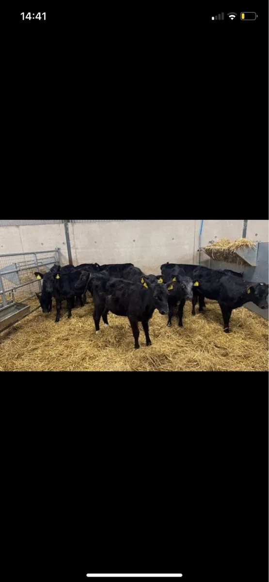 Autumn calves wanted - Image 3