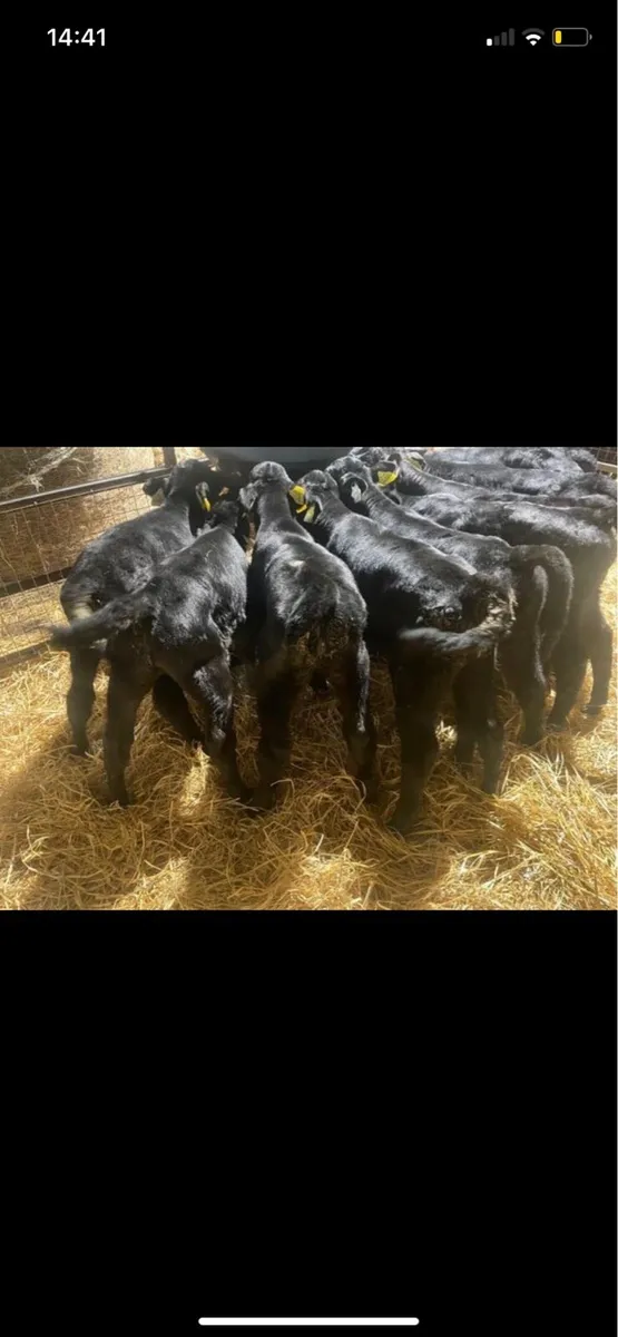 Autumn calves wanted - Image 4