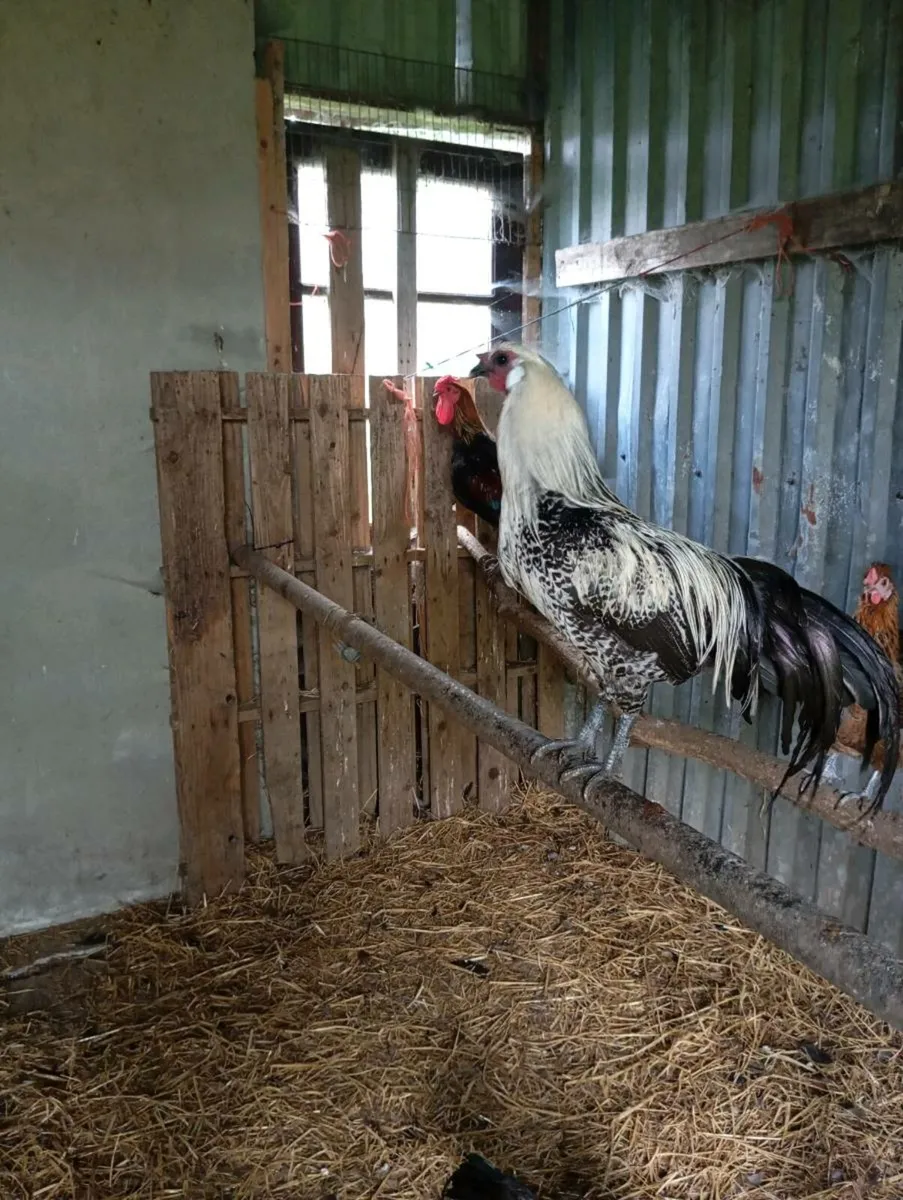 Bantam Pullets - Image 1