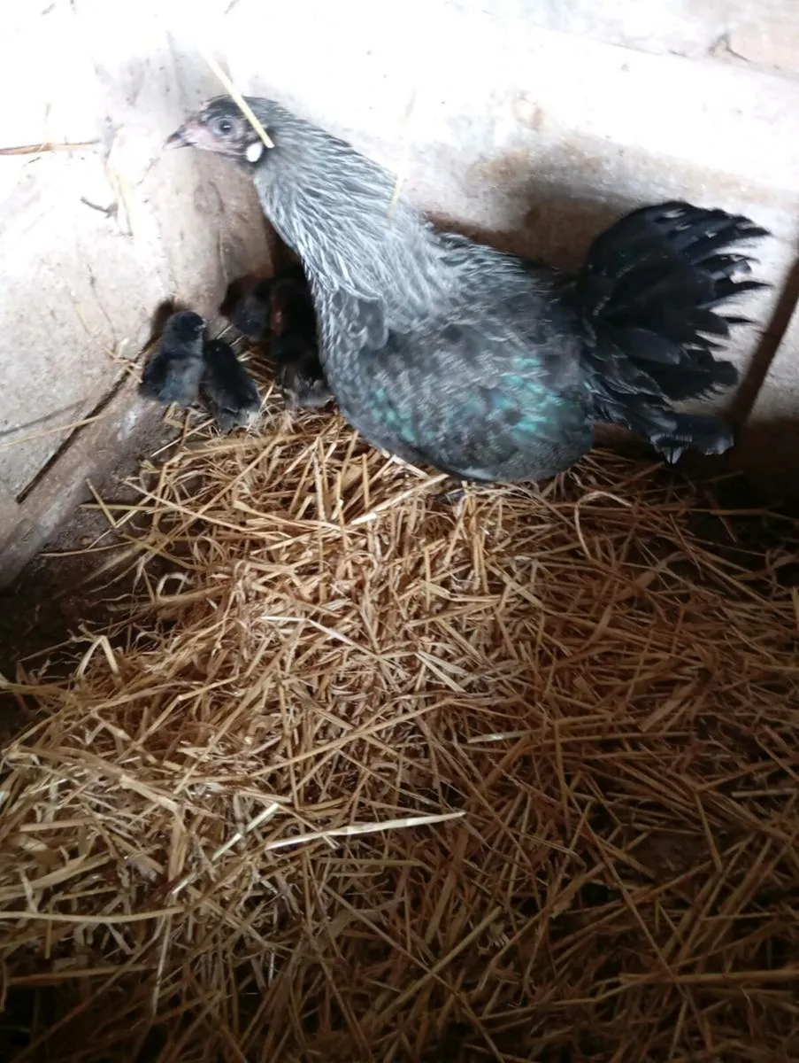 Bantam Pullets - Image 3