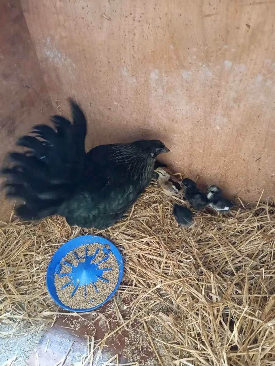 Bantam Pullets - Image 4