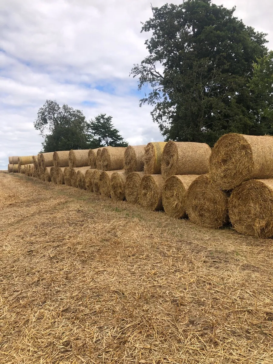 Oaten Straw - Image 1