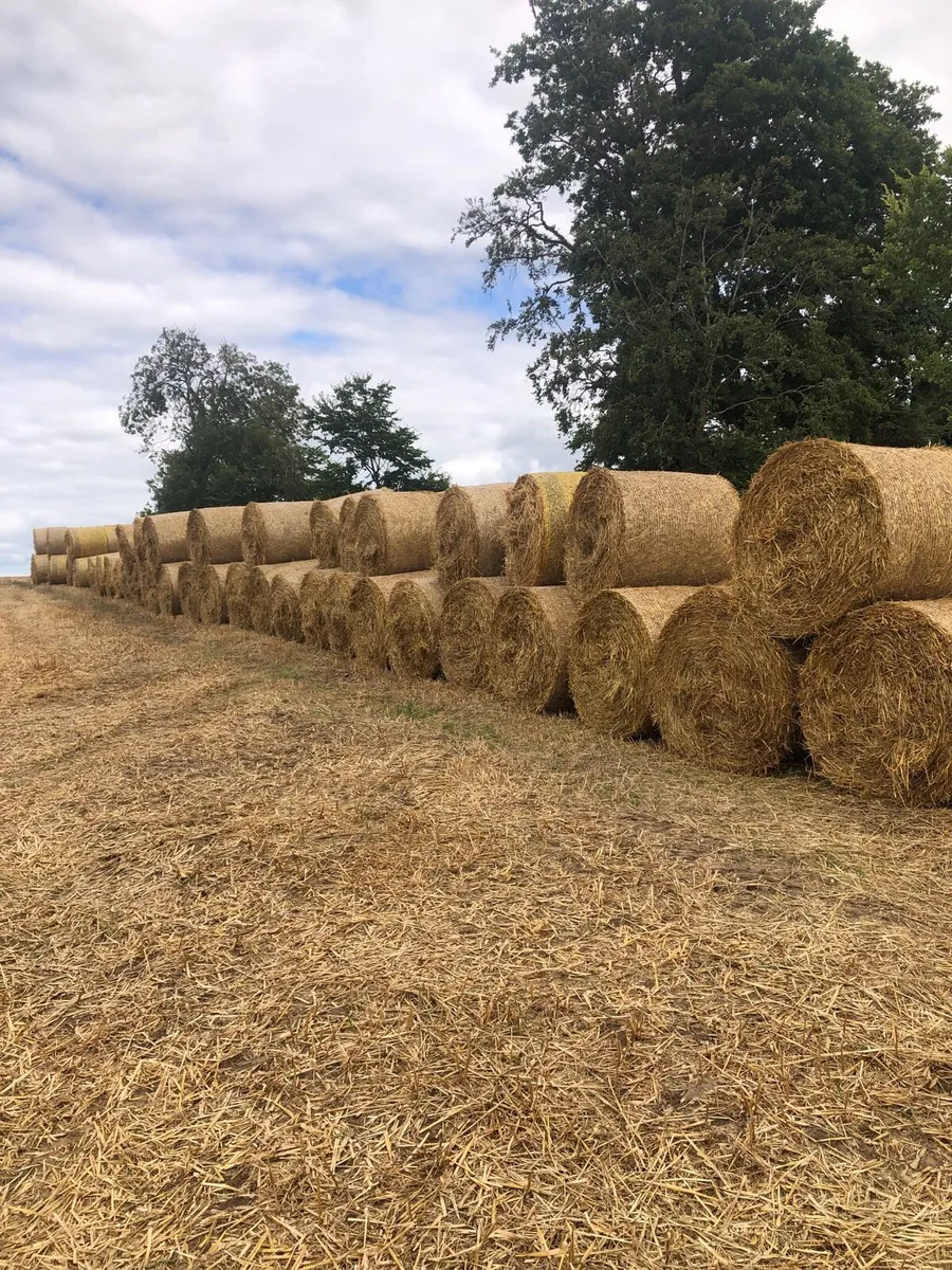 Oaten Straw - Image 2