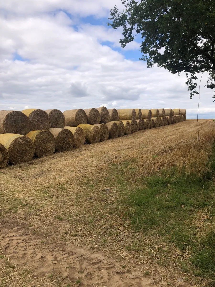 Oaten Straw - Image 3