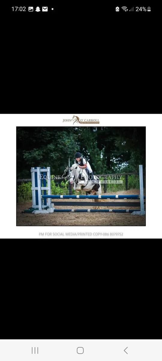 Beautiful coloured 12'2 mare - Image 1