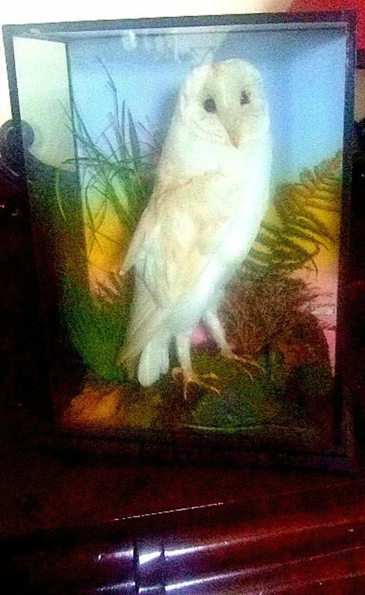 Vintage Victorian Taxidermy 'Rohu' Cork - Image 4