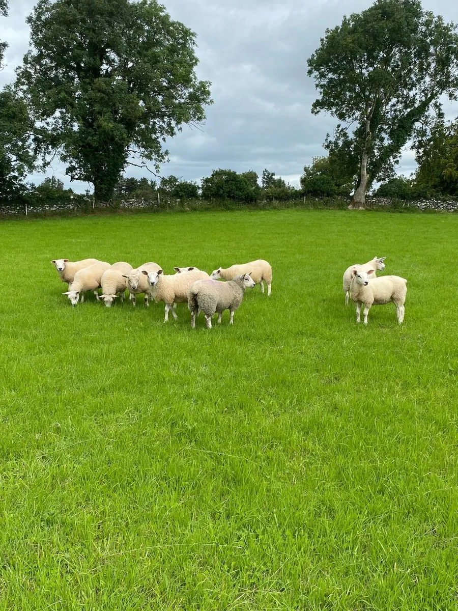 10 ewe lambs - Image 1