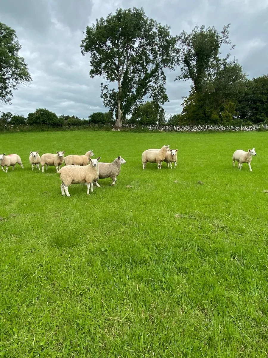 10 ewe lambs - Image 2
