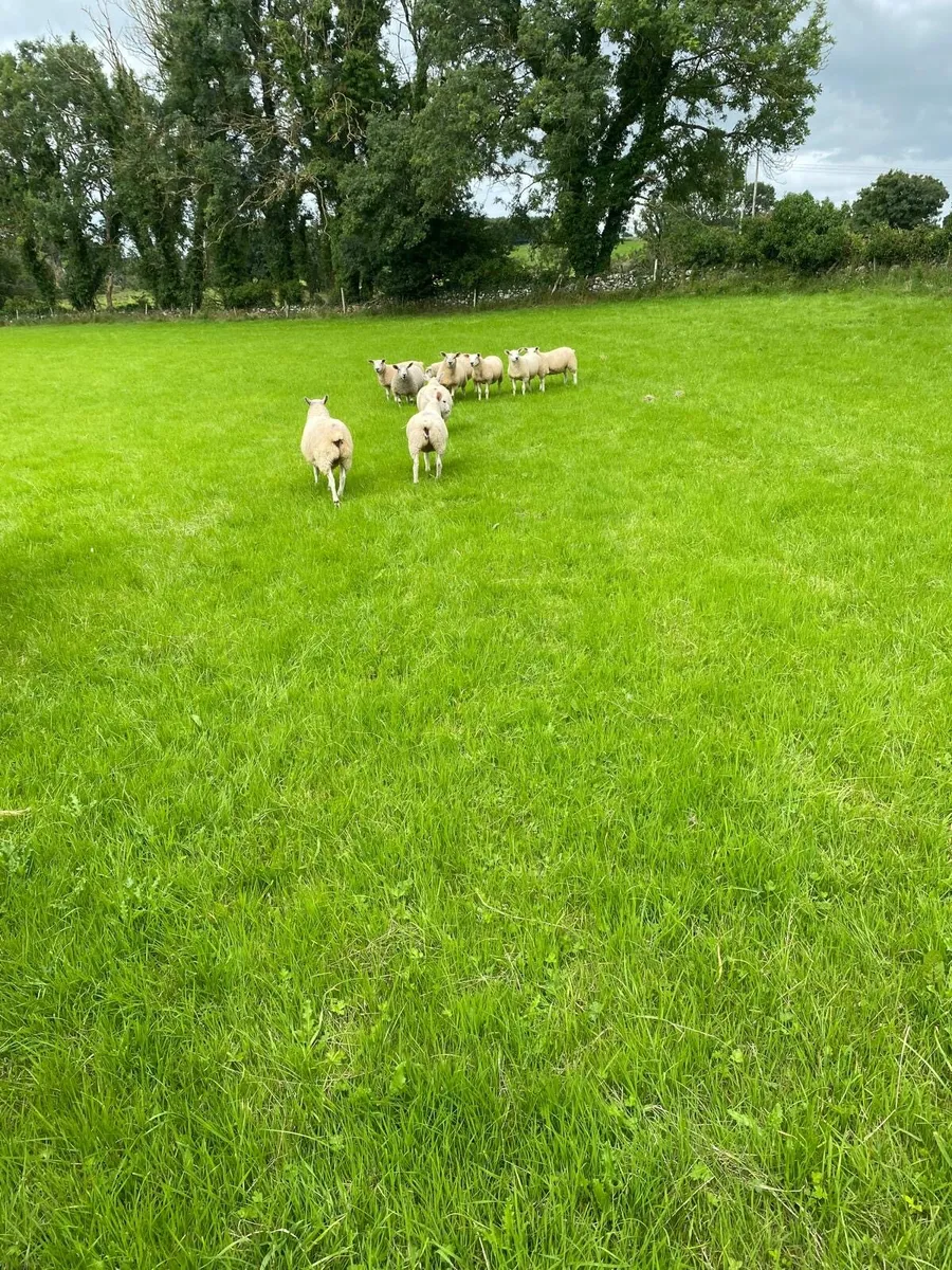 10 ewe lambs - Image 3