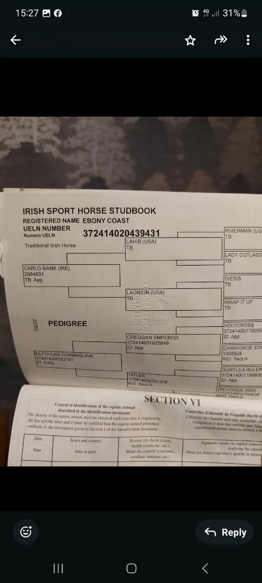 Horse - Image 1