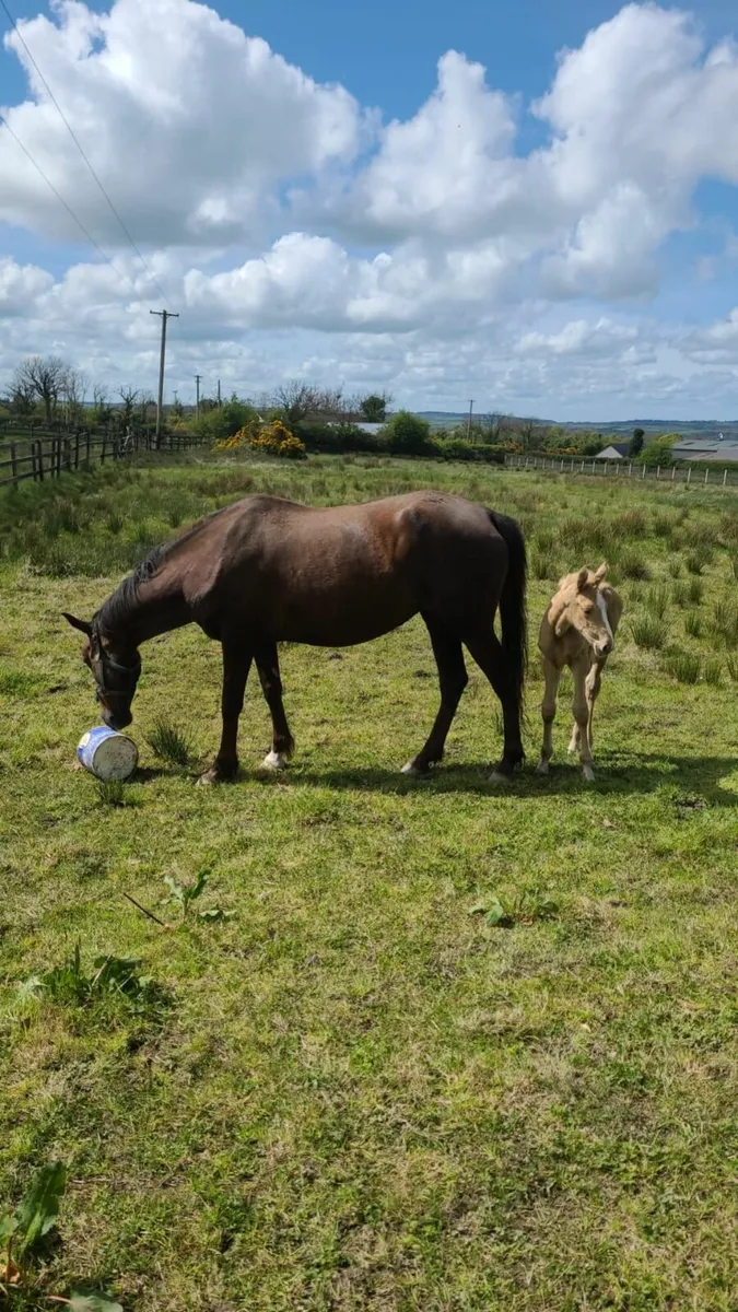 Horse - Image 2