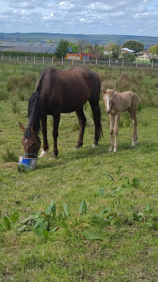 Horse - Image 3