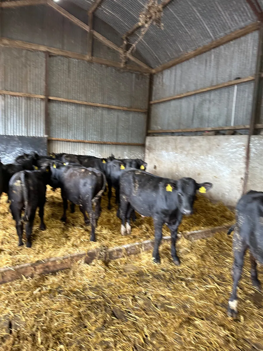 Angus bulls - Image 2