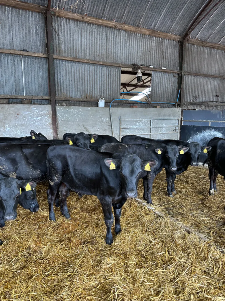 Angus bulls - Image 4