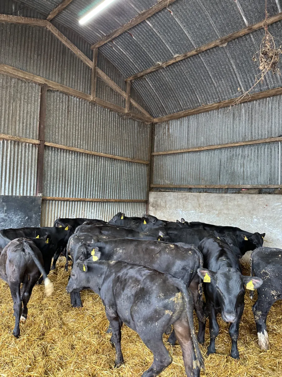 Angus bulls - Image 1