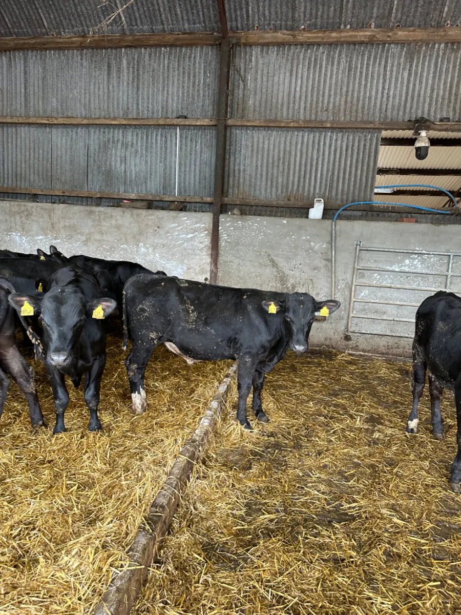 Angus bulls - Image 3