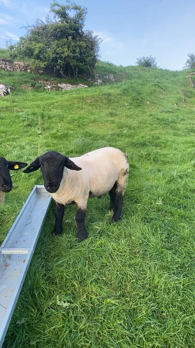 Pedigree Suffolk ram (non sis) - Image 1