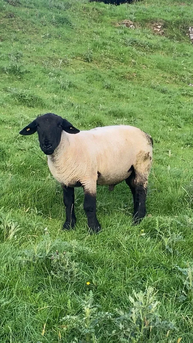 Pedigree Suffolk ram (non sis) - Image 2