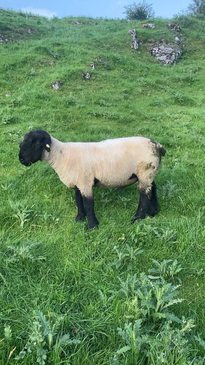 Pedigree Suffolk ram (non sis) - Image 3