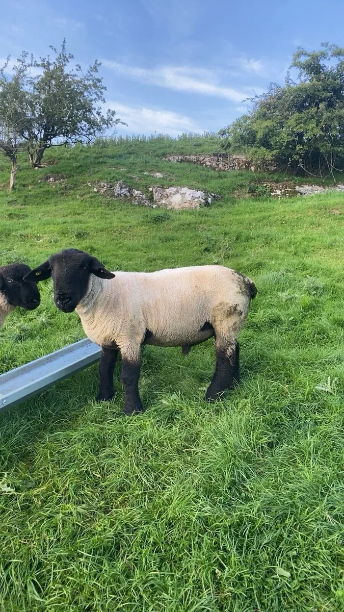 Pedigree Suffolk ram (non sis) - Image 4