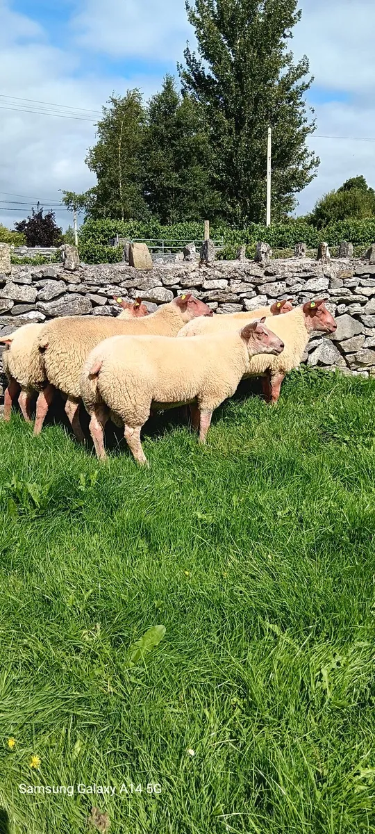 🌟 Five Star Rouge Ram Lambs SIS approved 🌟 - Image 1
