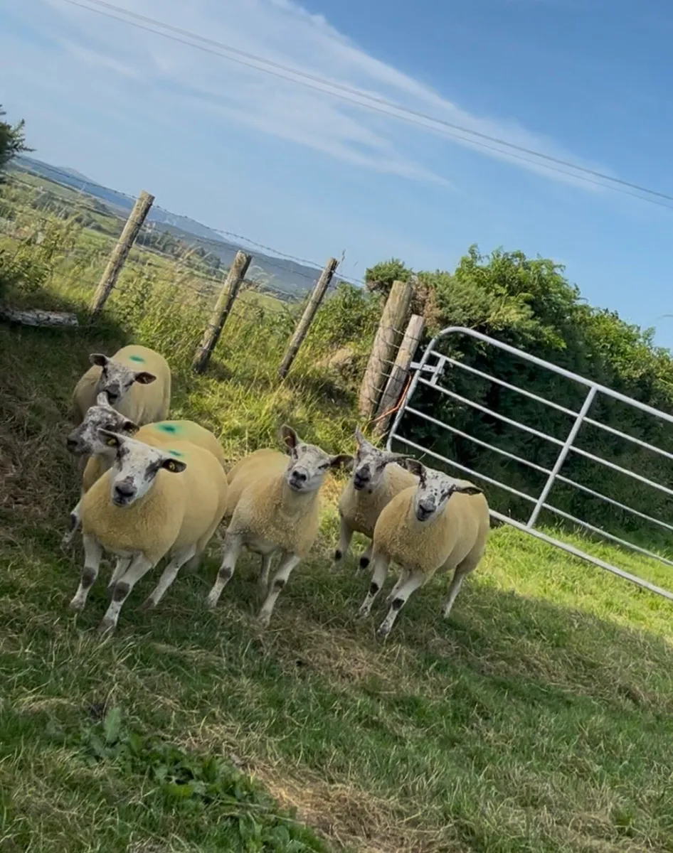 🔥6 sufftex Hoggets🔥 - Image 1