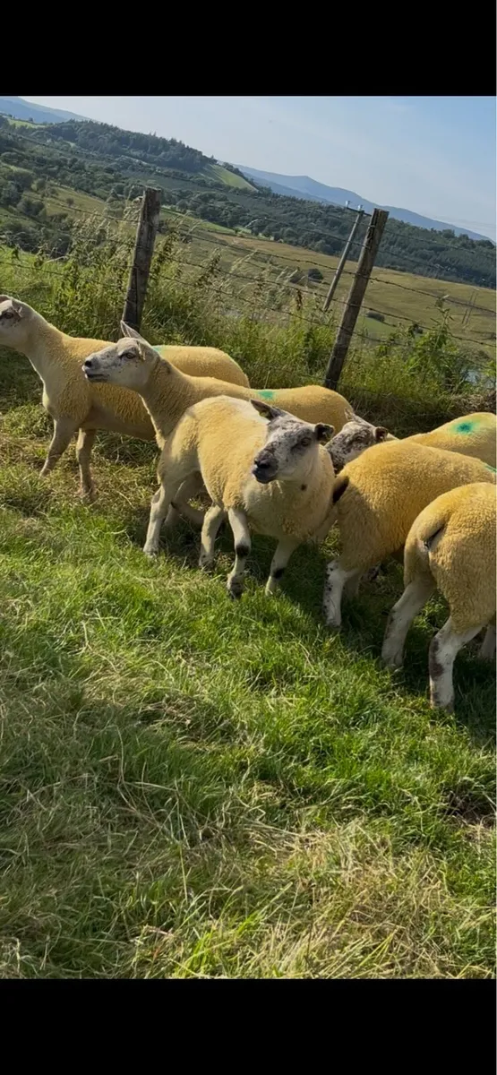 🔥6 sufftex Hoggets🔥 - Image 4
