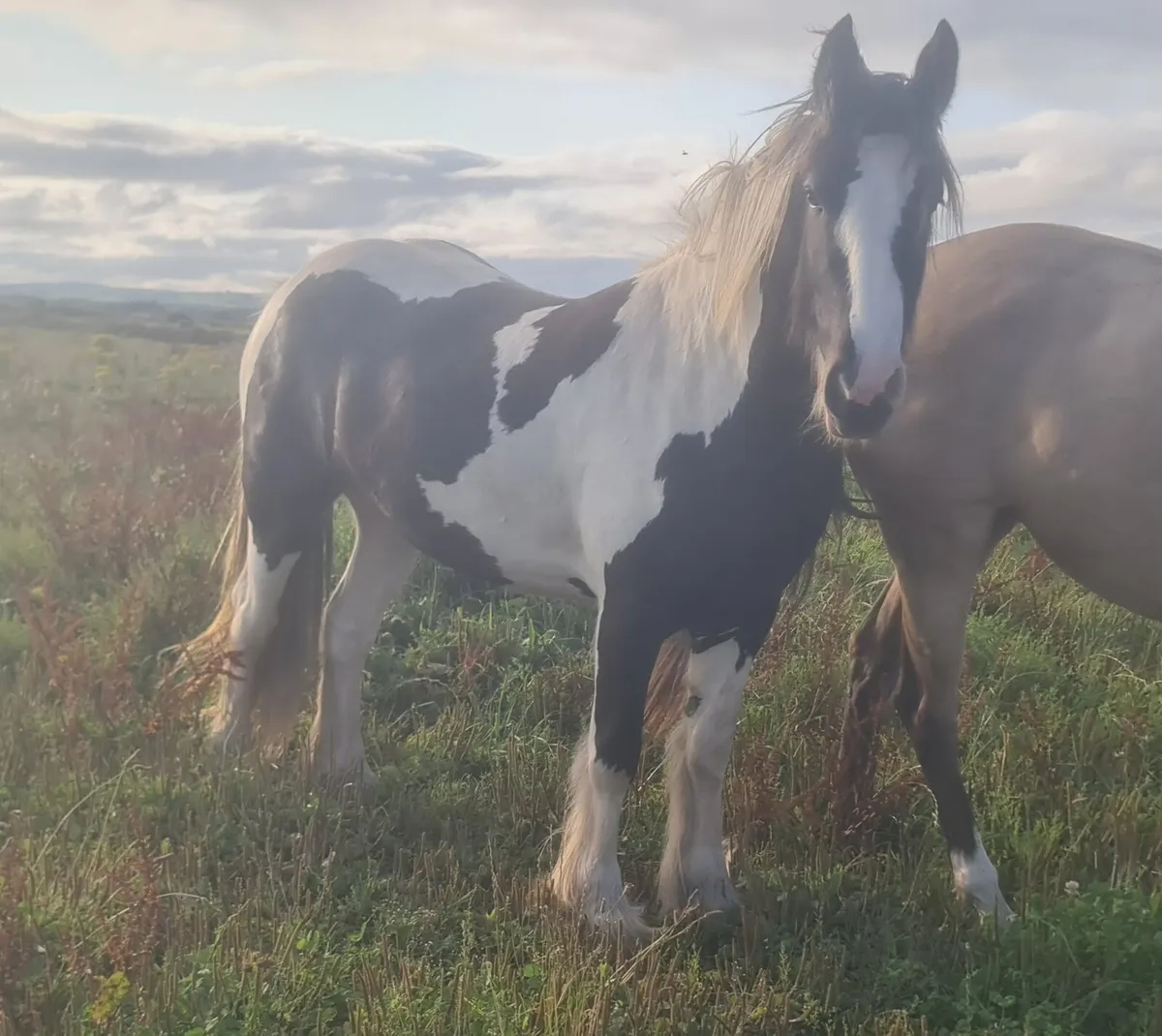 14'2" Showhunter cob fillie. - Image 1