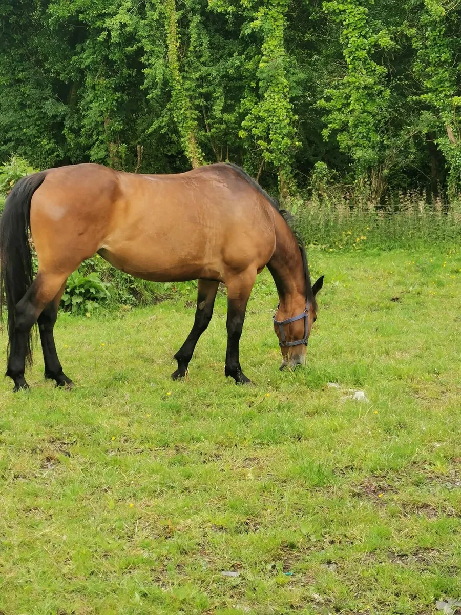 7 Year Old Riding Mare - Image 4