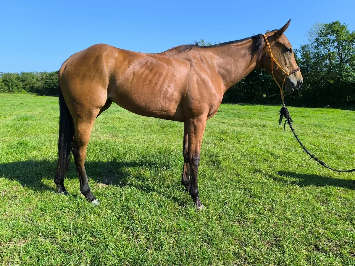 2yo thoroughbred filly by Cotai flory - Image 2