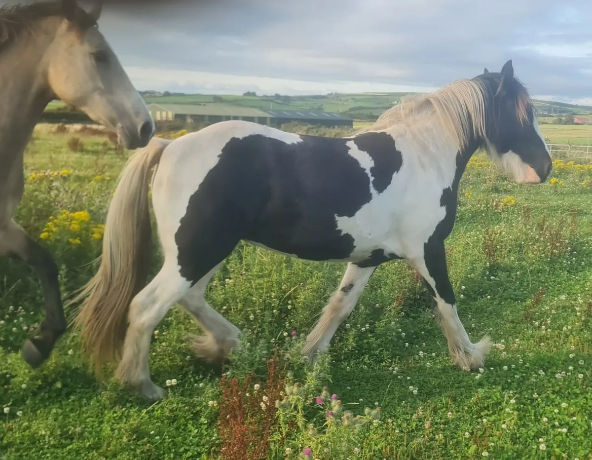 14'2" Showhunter cob fillie. - Image 4