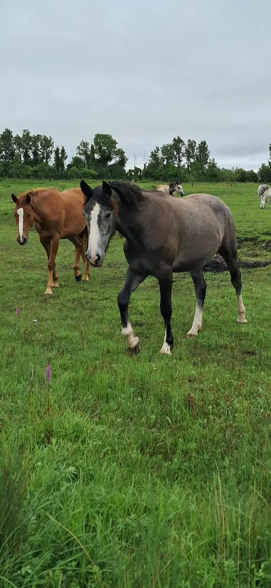 RID FILLY - Image 2