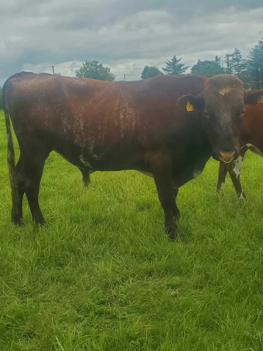 Shorthorn bull - Image 2