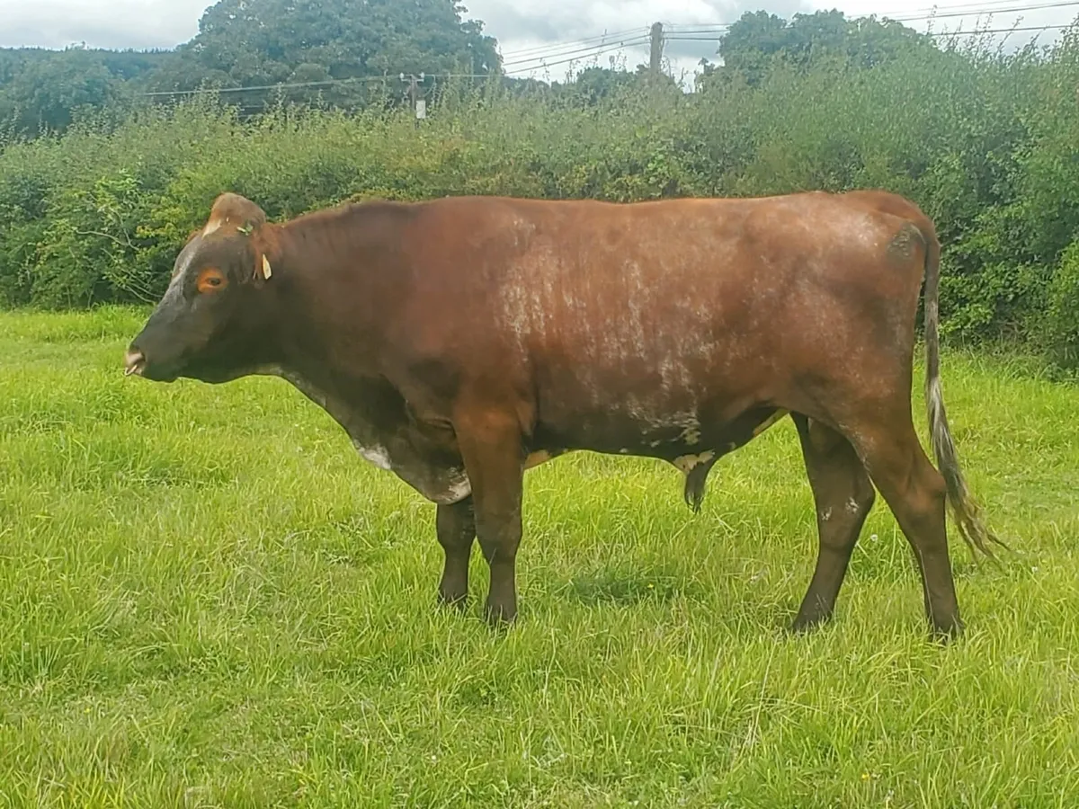 Shorthorn bull - Image 1