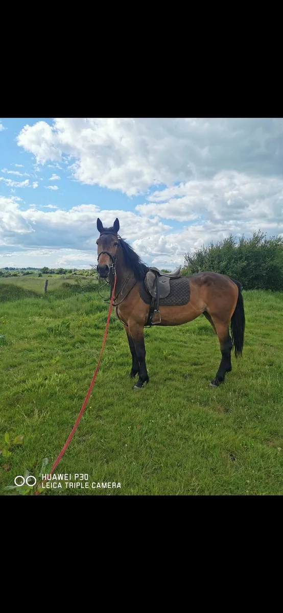 7 Year Old Riding Mare - Image 1