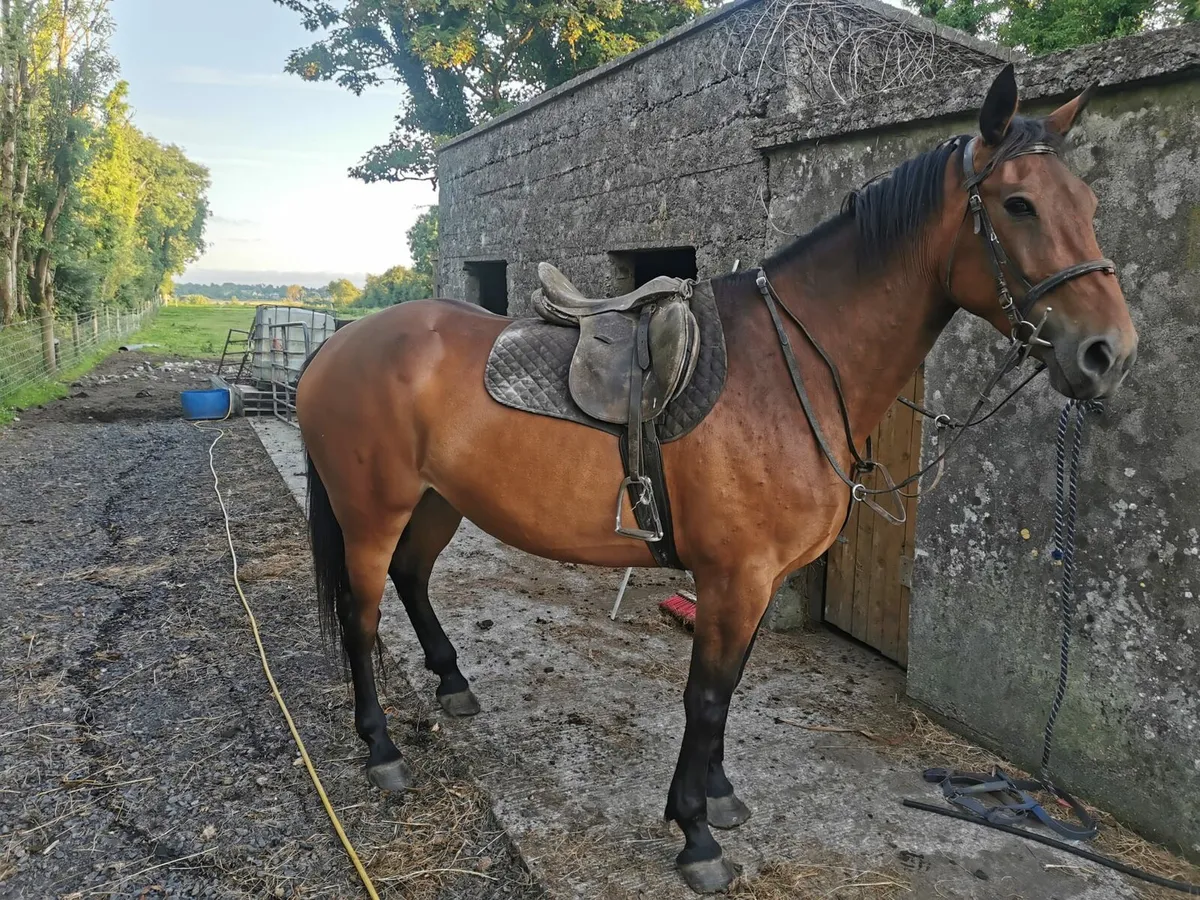 7 Year Old Riding Mare - Image 2