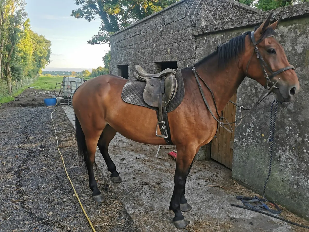 7 Year Old Riding Mare - Image 3