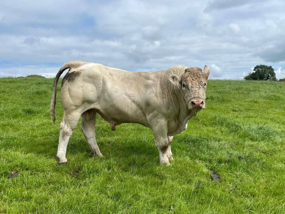 Charolais Bull ( 1 Ocean Bull left, 3% Calving) - Image 1