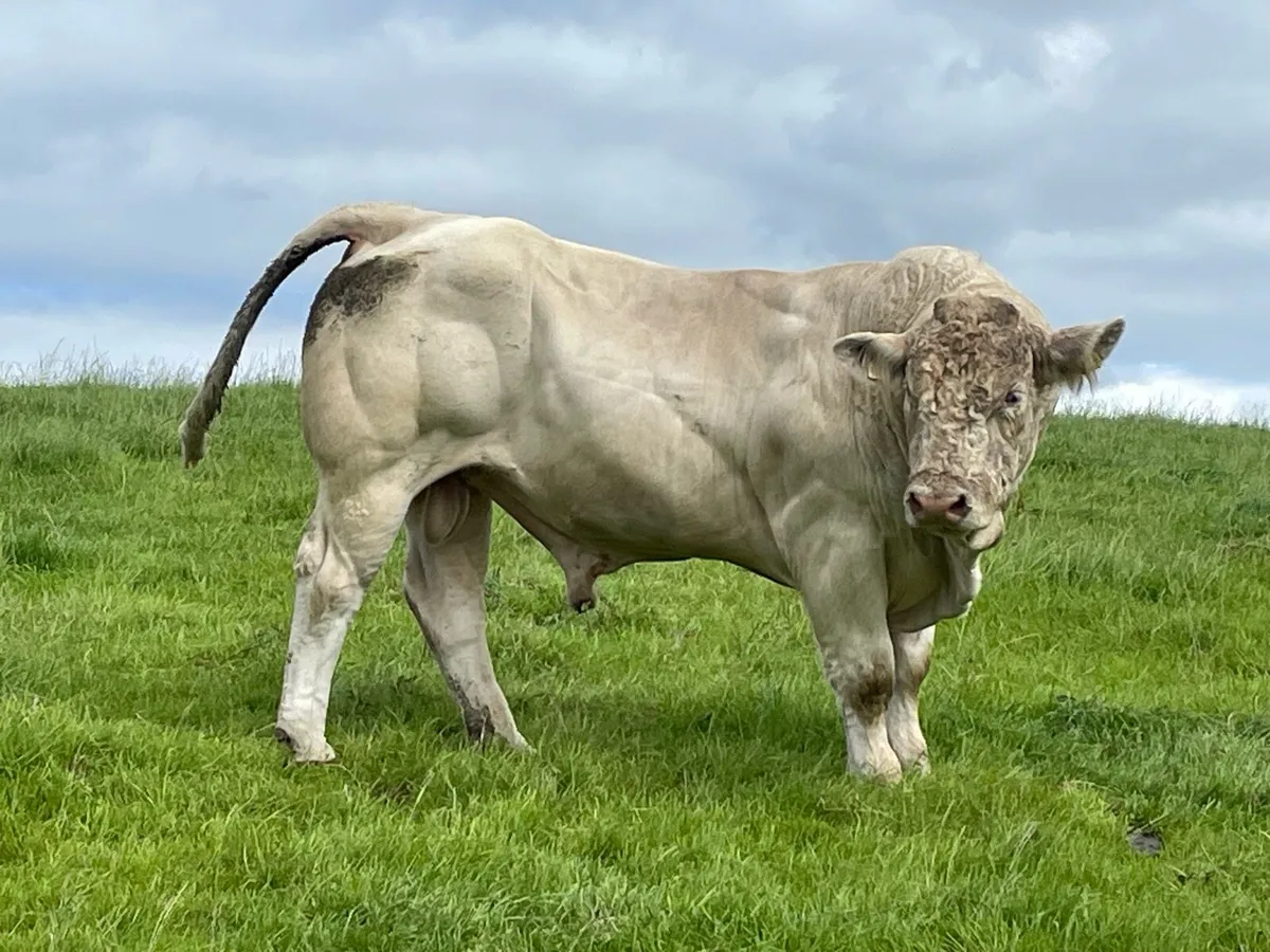 Charolais Bull ( 1 Ocean Bull left, 3% Calving) - Image 4