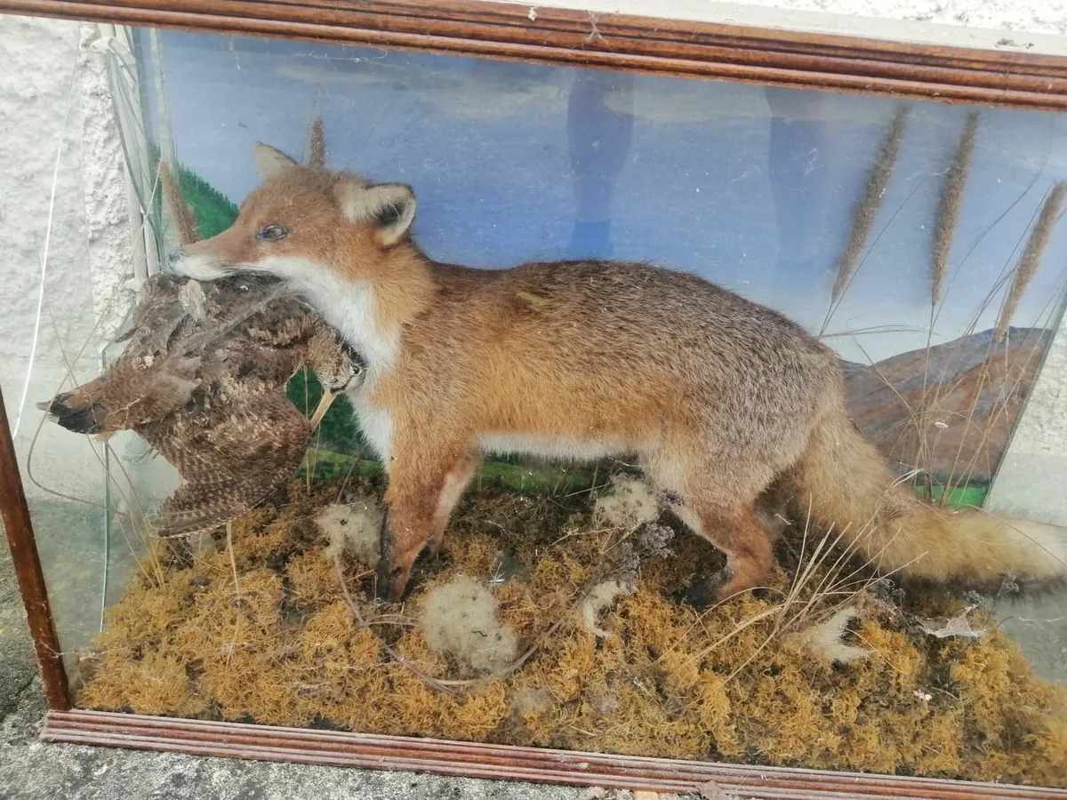 Taxidermy fox with grousej