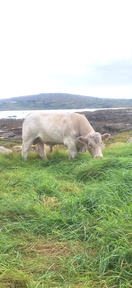 PB Ch Bull - Image 1