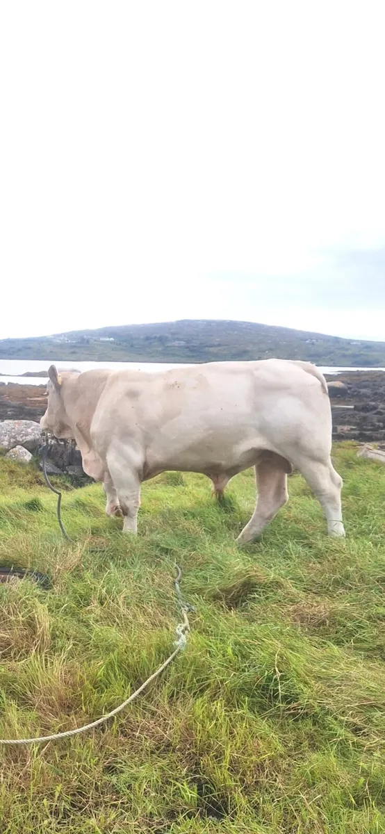 PB Ch Bull - Image 2